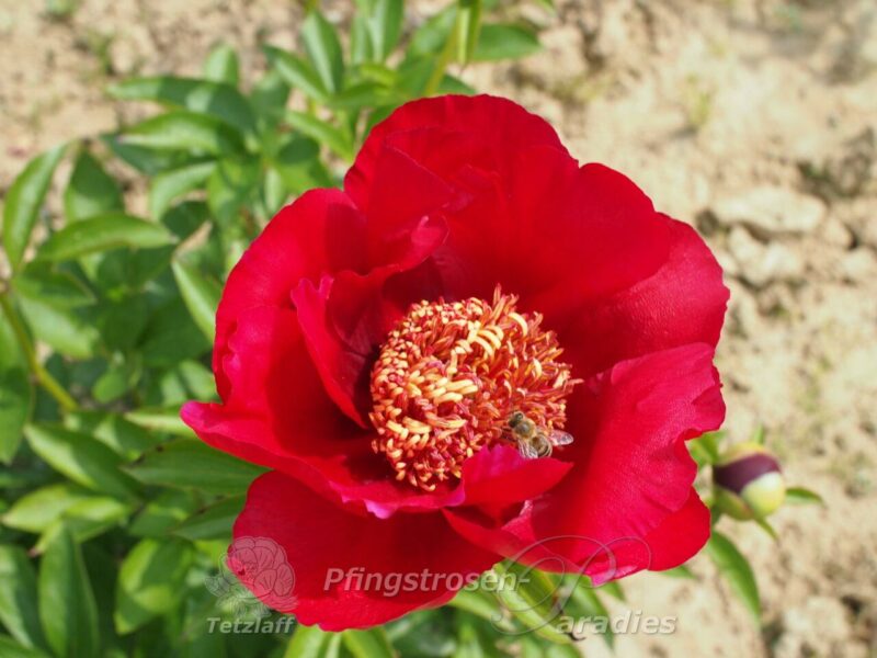 pfingstrose-paeonia-peony-Burma Ruby