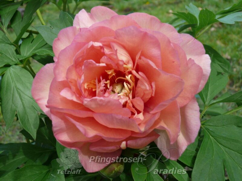 pfingstrose-paeonia-peony-Callies Memory