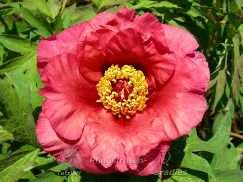 pfingstrose-paeonia-peony-Calliope