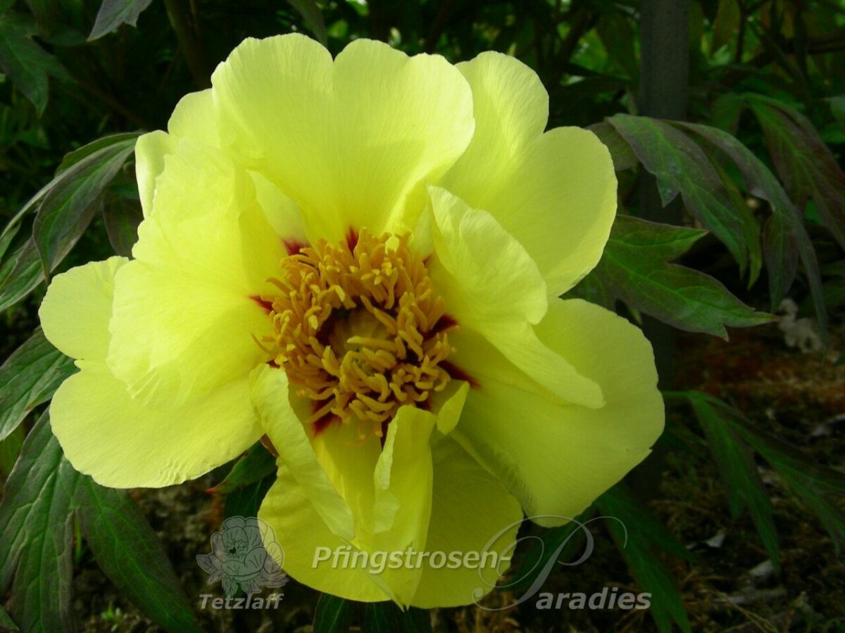 pfingstrose-paeonia-peony-Canary