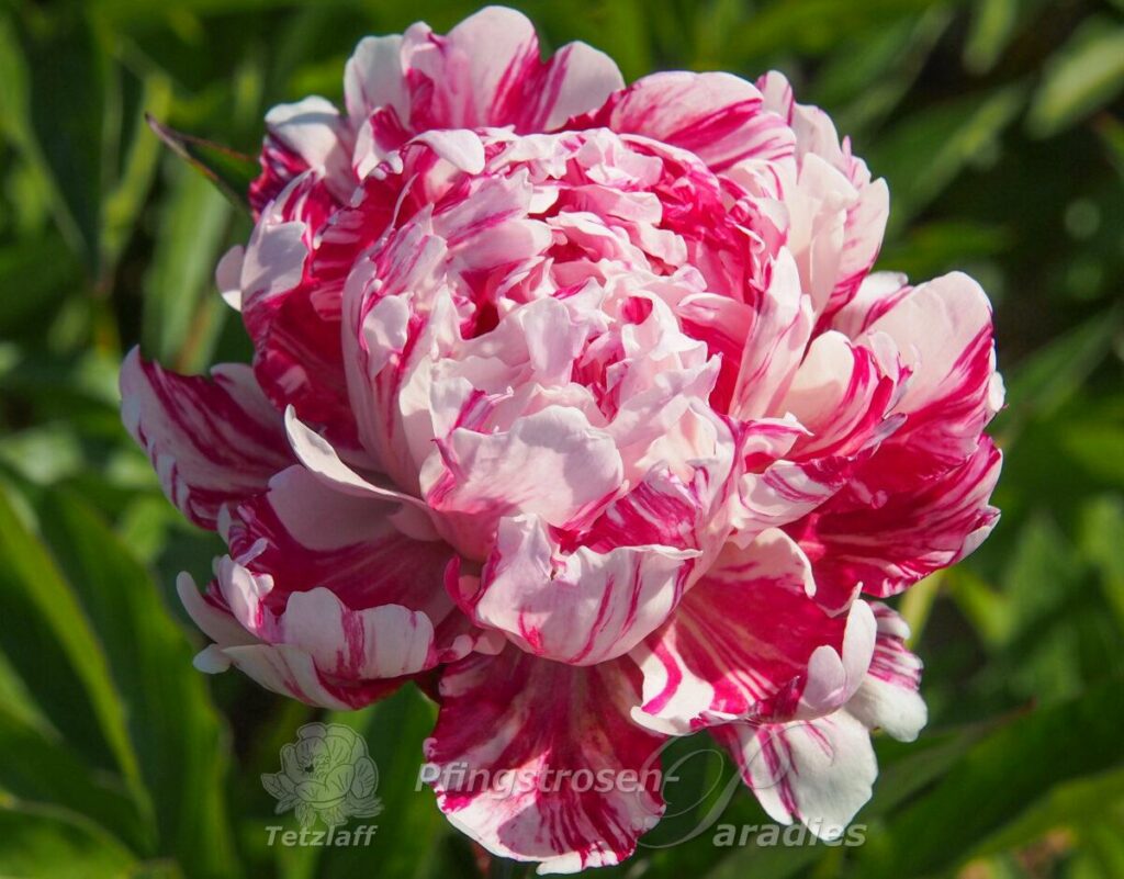 Paeonia 'Candy Stripe' PfingstrosenParadies Tetzlaff