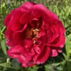 pfingstrose-paeonia-peony-Carina