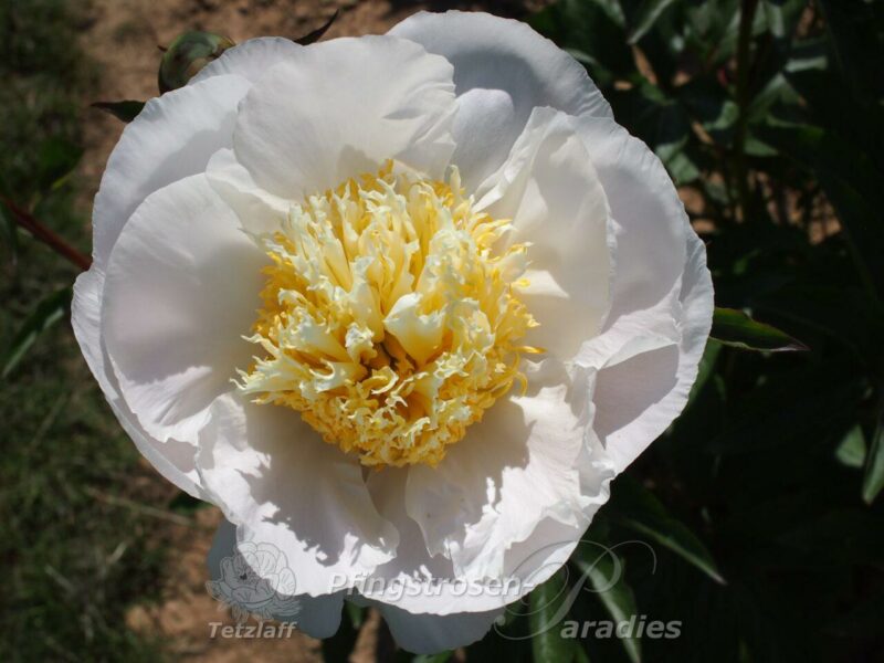 pfingstrose-paeonia-peony-Carrara