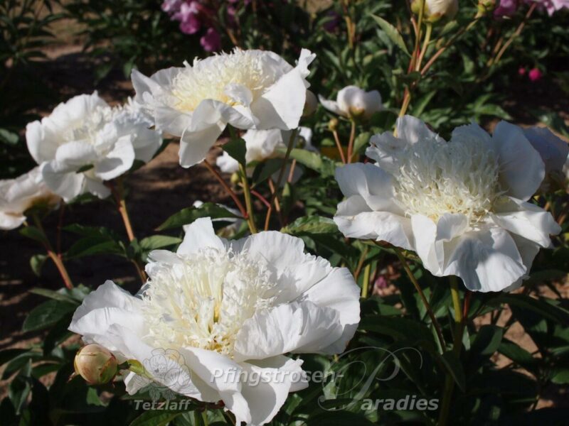 pfingstrose-paeonia-peony-Carrara