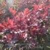 Catawber Herbstfärbung