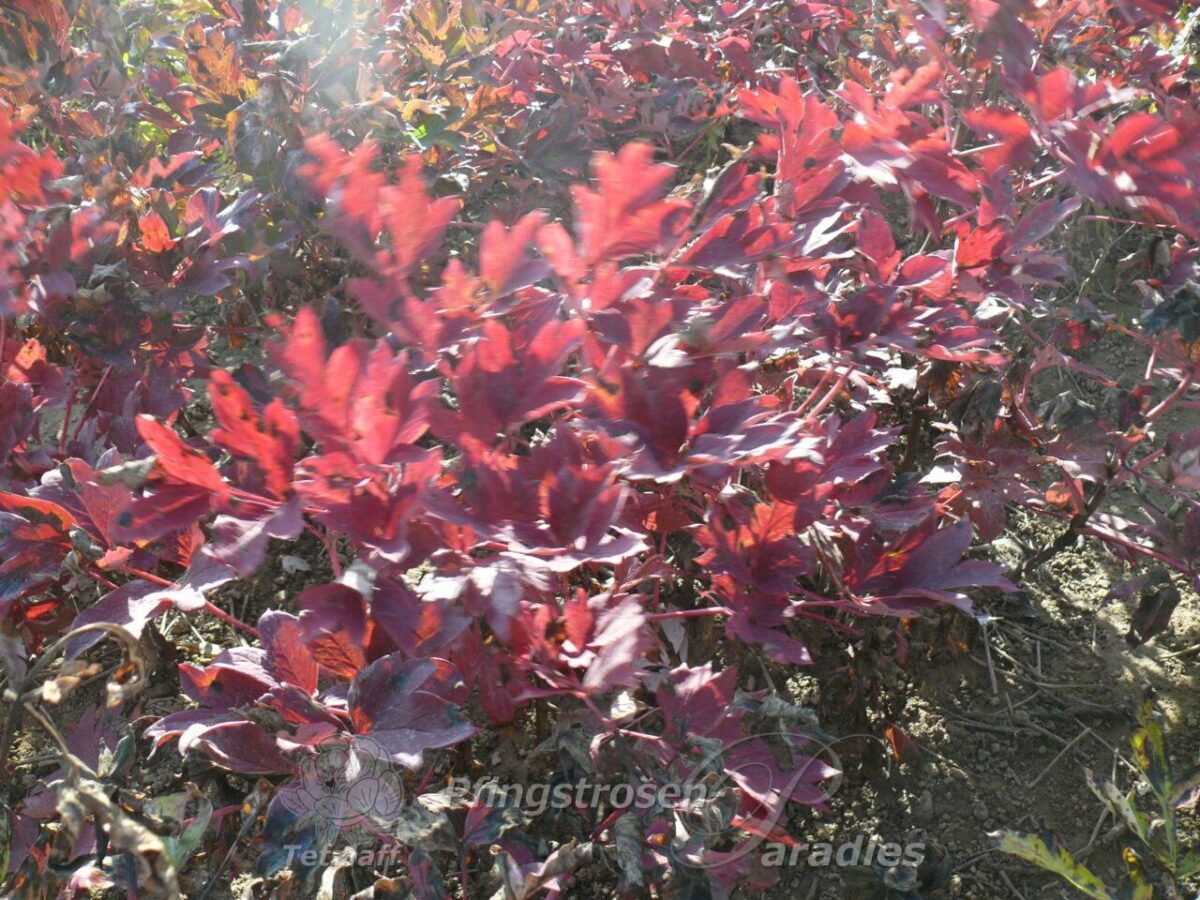 Catawber Herbstfärbung