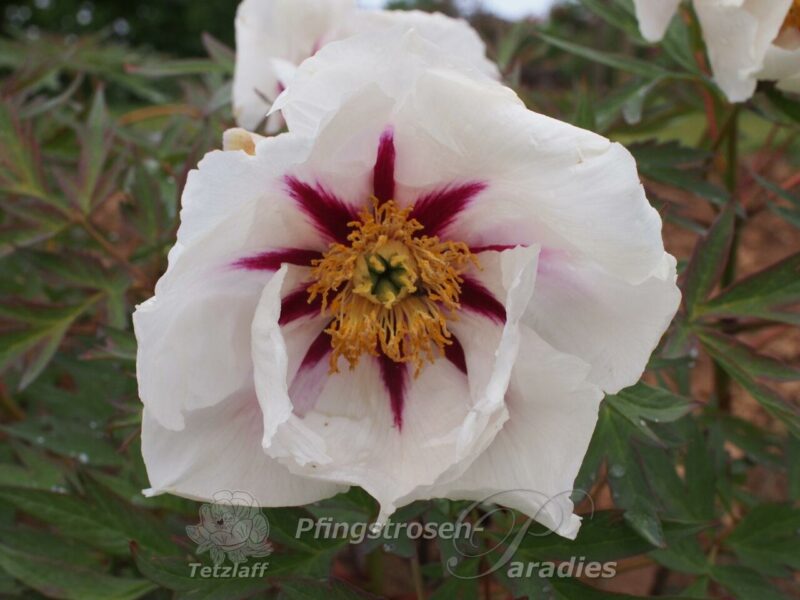 pfingstrose-paeonia-peony-Center Stage