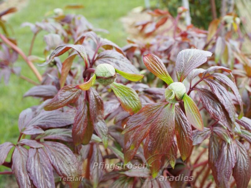 pfingstrose-paeonia-peony-Chalice