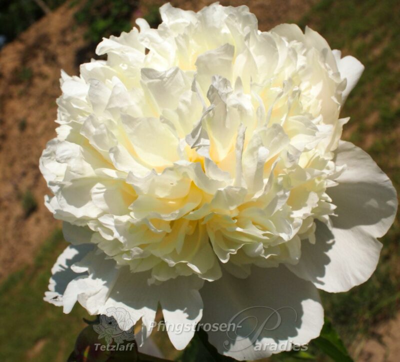 pfingstrose-paeonia-peony-Cheddar Cheese