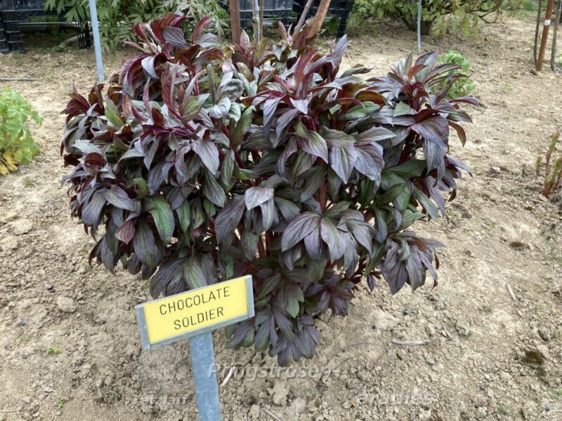 pfingstrose-paeonia-peony-Chocolate Soldier