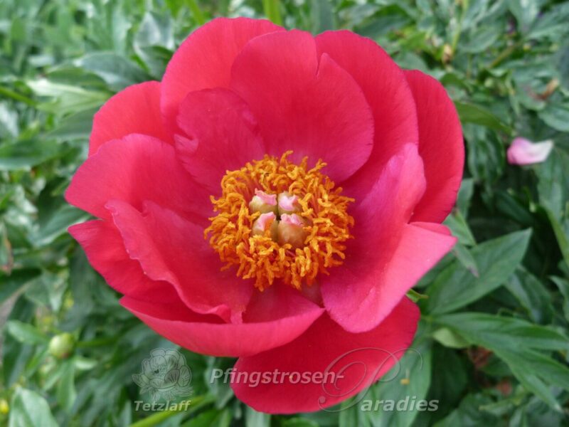 pfingstrose-paeonia-peony-Christina