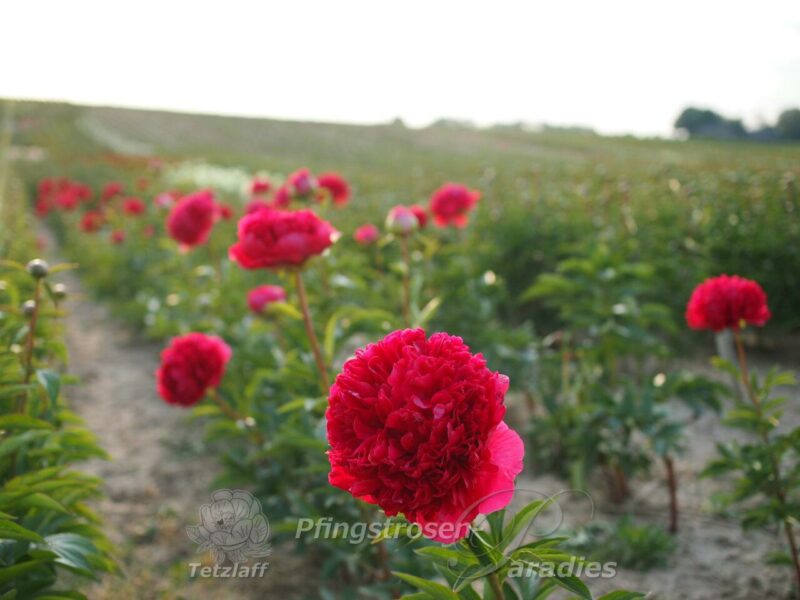 pfingstrose-paeonia-peony-Command Performance