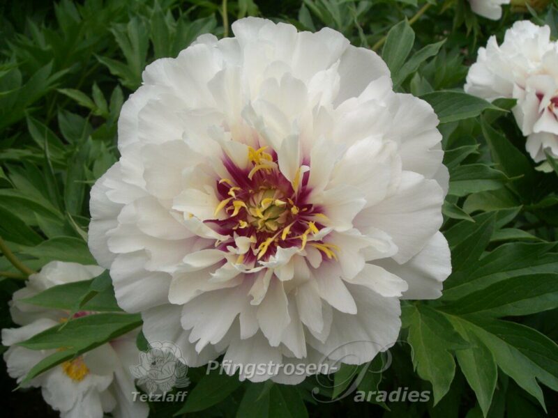 pfingstrose-paeonia-peony-Cora Louise