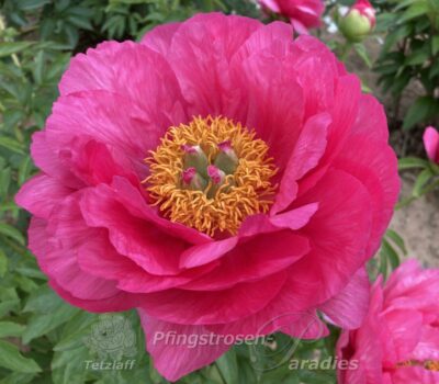pfingstrose-paeonia-peony-Cytherea