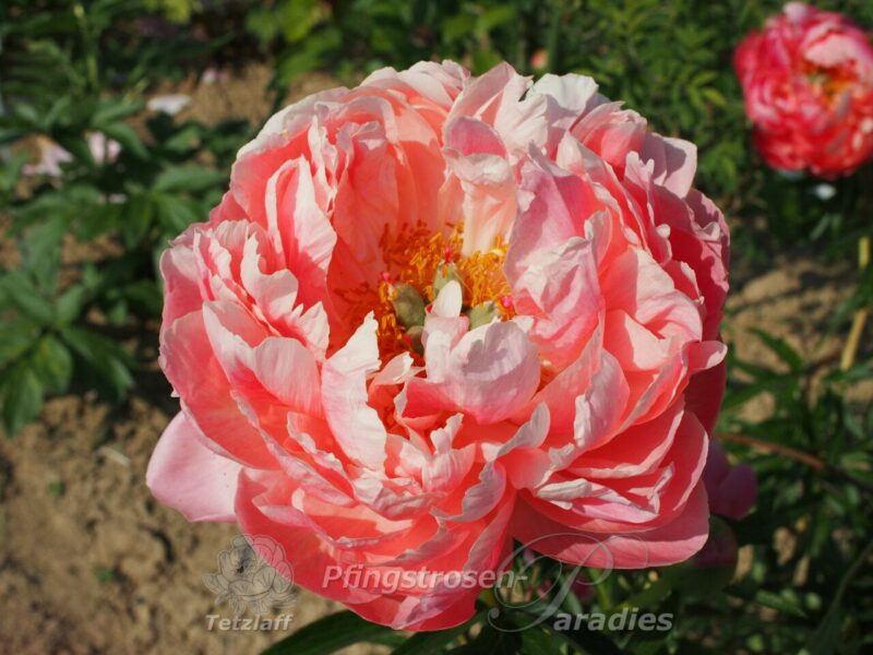 pfingstrose-paeonia-peony-Coral 'n Gold