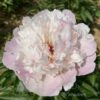 pfingstrose-paeonia-peony-Couronne d'Or