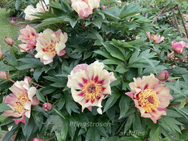 pfingstrose-paeonia-peony-Court Jester
