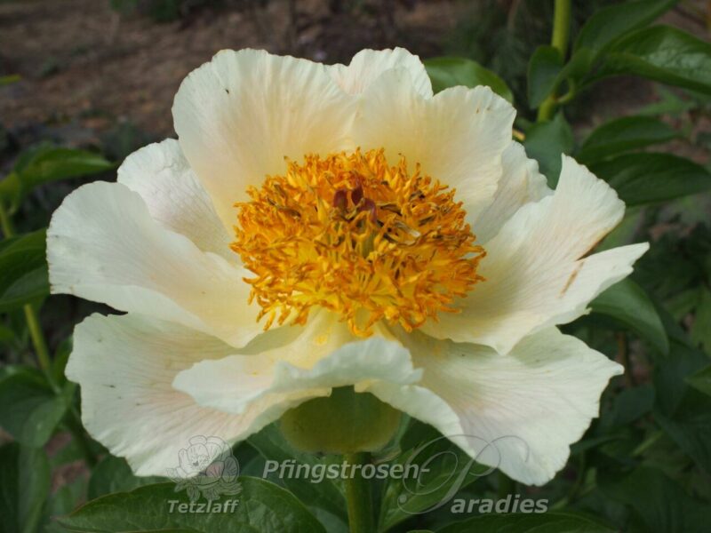 pfingstrose-paeonia-peony-Cream Delight