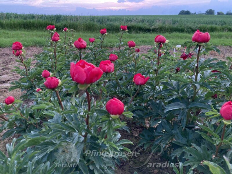 pfingstrose-paeonia-peony-Christina-krupke-peony