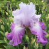 Iris Cumulus
