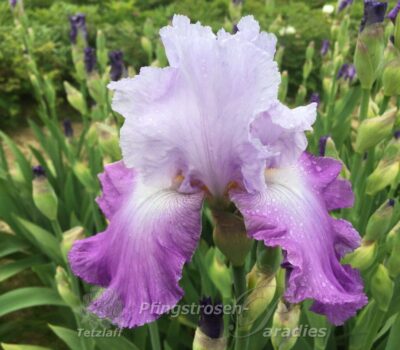 Iris Cumulus