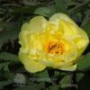 pfingstrose-paeonia-peony-Daffodil