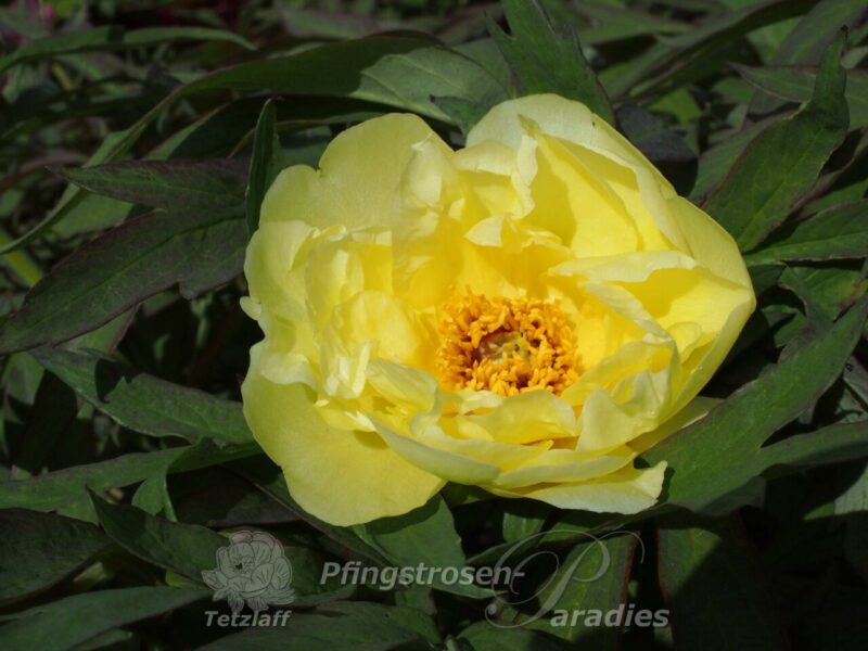 pfingstrose-paeonia-peony-Daffodil