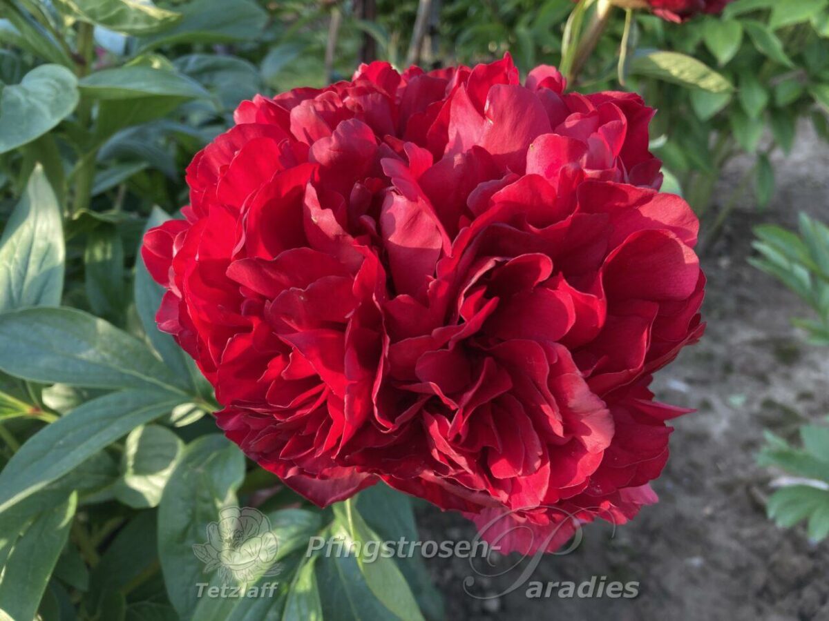 pfingstrose-paeonia-peony-Delaware Chief