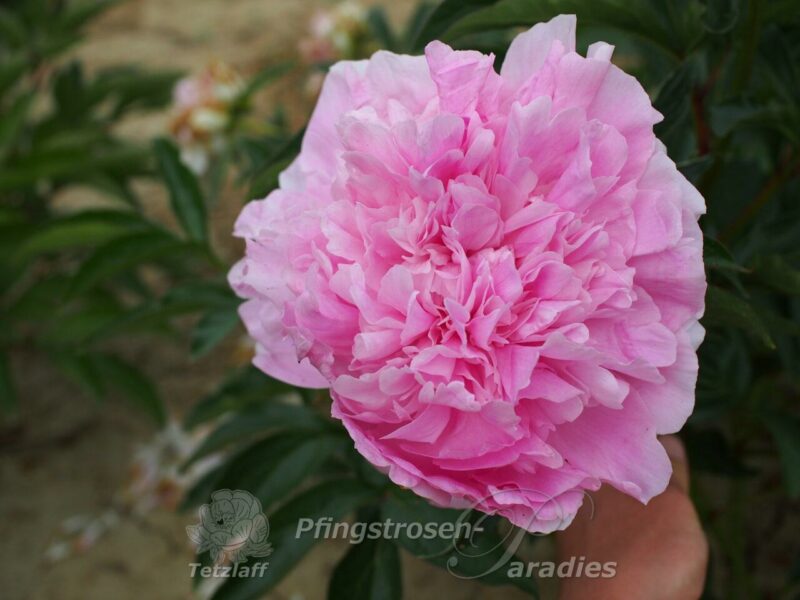 pfingstrose-paeonia-peony-Dinner Plate