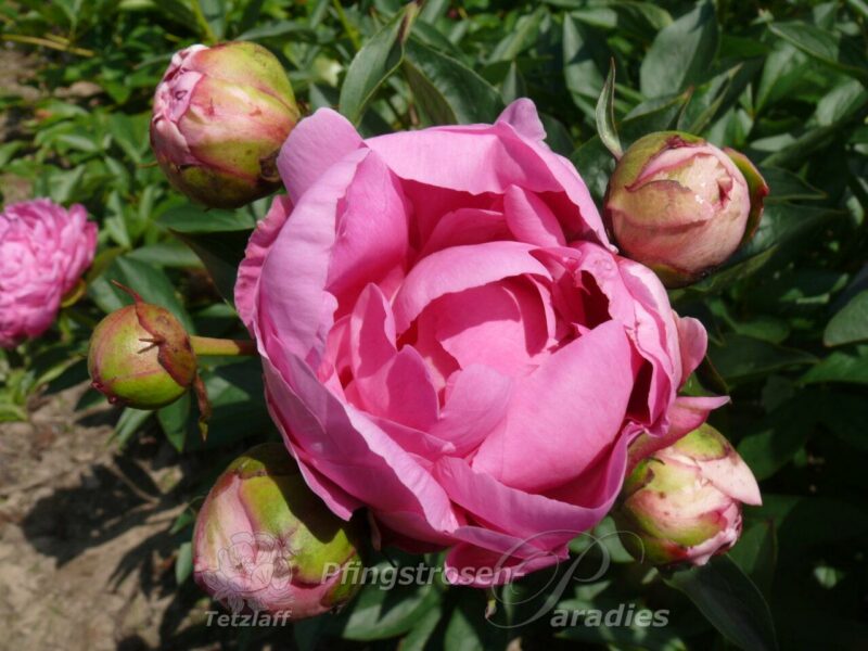 pfingstrose-paeonia-peony-Divine Gift