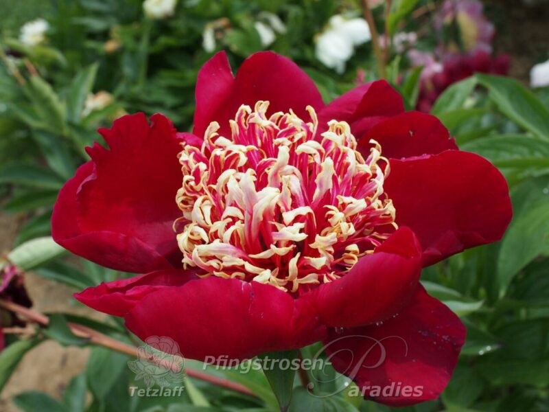 pfingstrose-paeonia-peony-Don Richardson