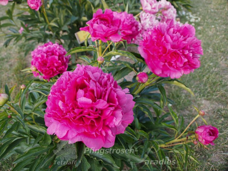 pfingstrose-paeonia-peony-Dr. h.c. Steffen