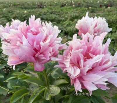 Elizabeth Black Elizabeth Black