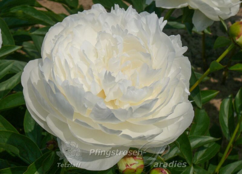 pfingstrose-paeonia-peony-Elsa Sass