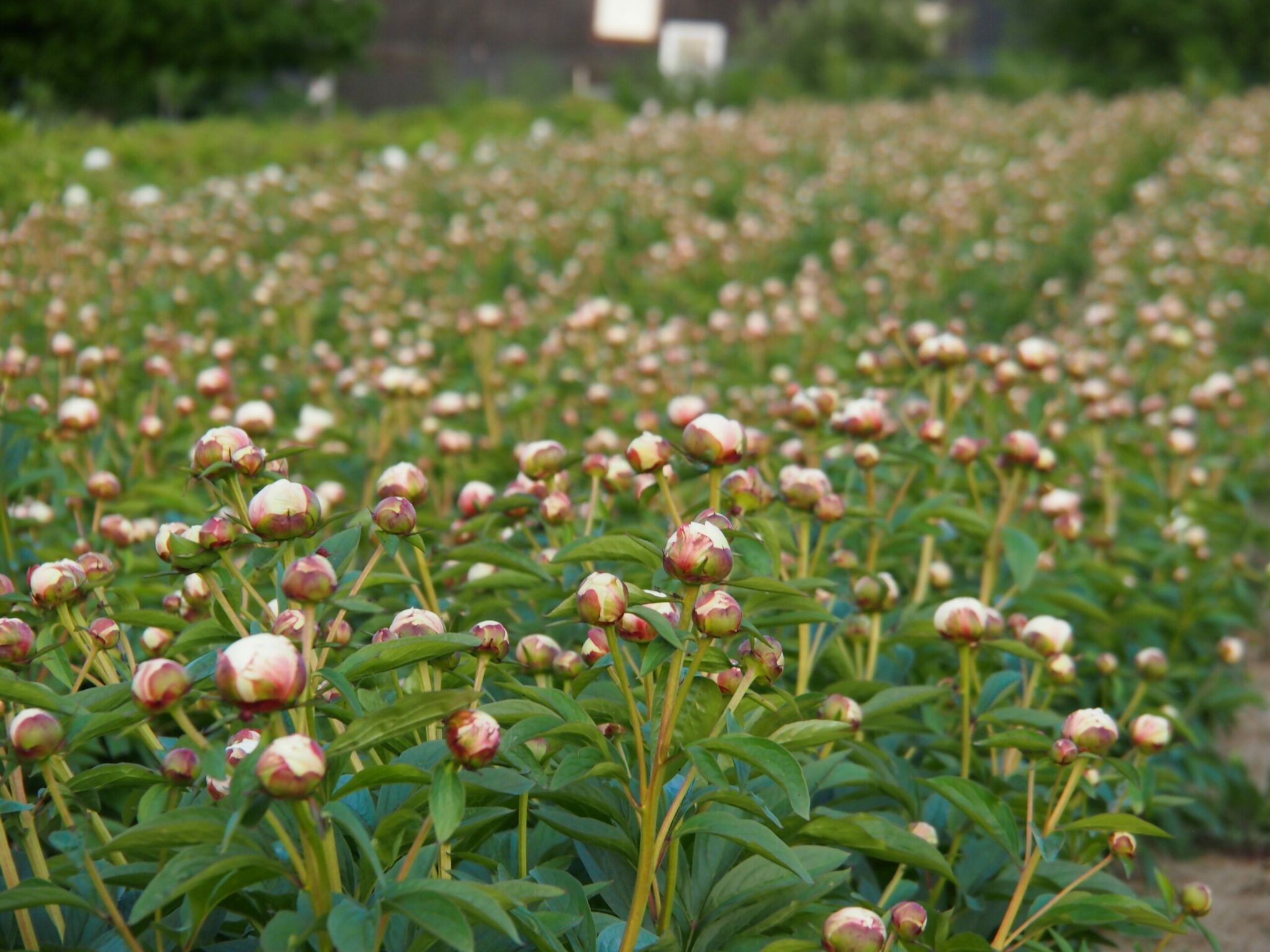 Paeonia 'P. delavayi var. lutea 'Yellow Queen'' | Pfingstrosen-Paradies ...