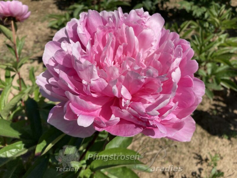 pfingstrose-paeonia-peony-Emma Klehm