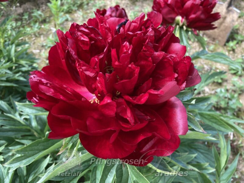 pfingstrose-paeonia-peony-Estrellia