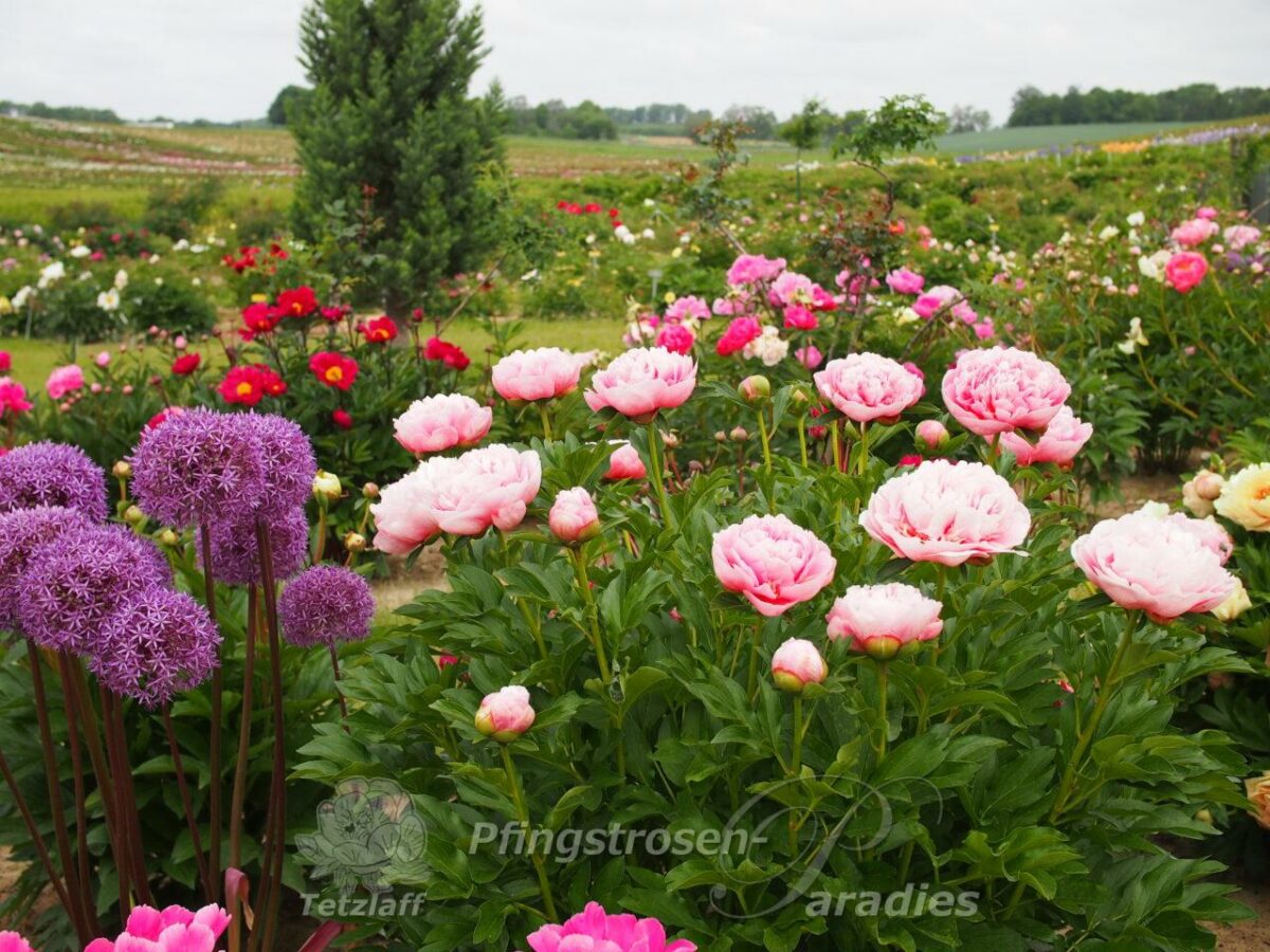 pfingstrose-paeonia-peony-Etched Salmon