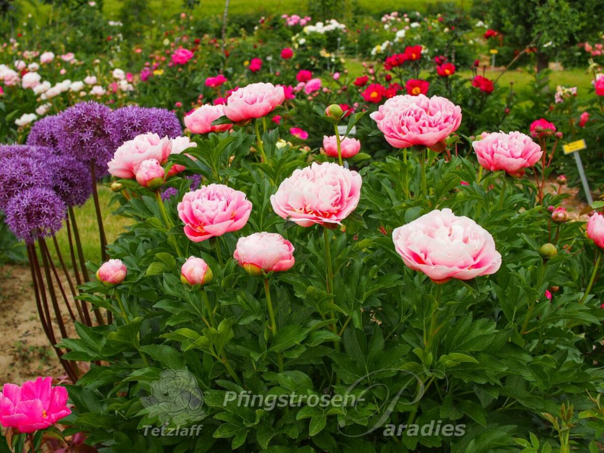 pfingstrose-paeonia-peony-Etched Salmon