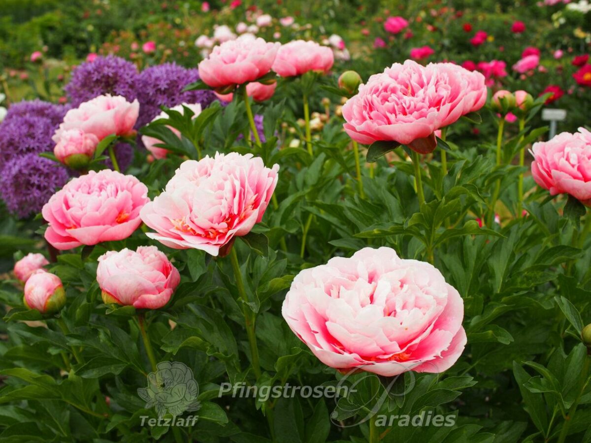 pfingstrose-paeonia-peony-Etched Salmon