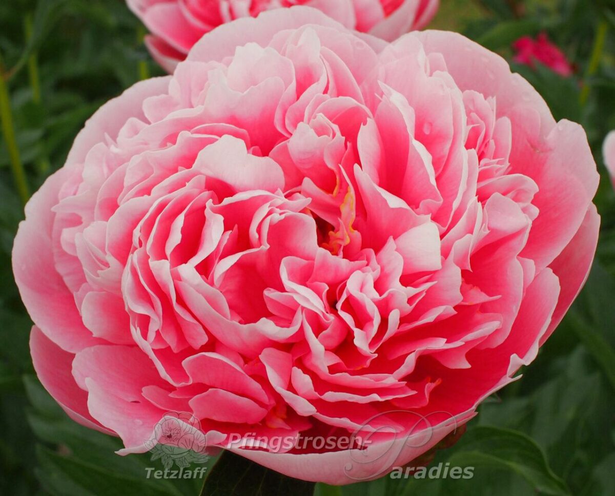 pfingstrose-paeonia-peony-Etched Salmon