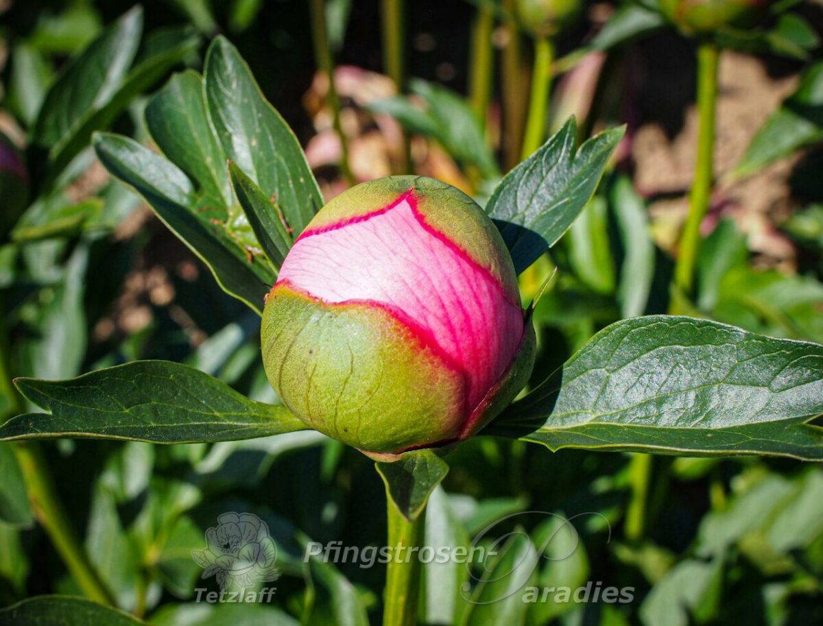 pfingstrose-paeonia-peony-Etched Salmon