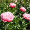 pfingstrose-paeonia-peony-Etched Salmon