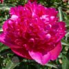 pfingstrose-paeonia-peony-Felix Crousse
