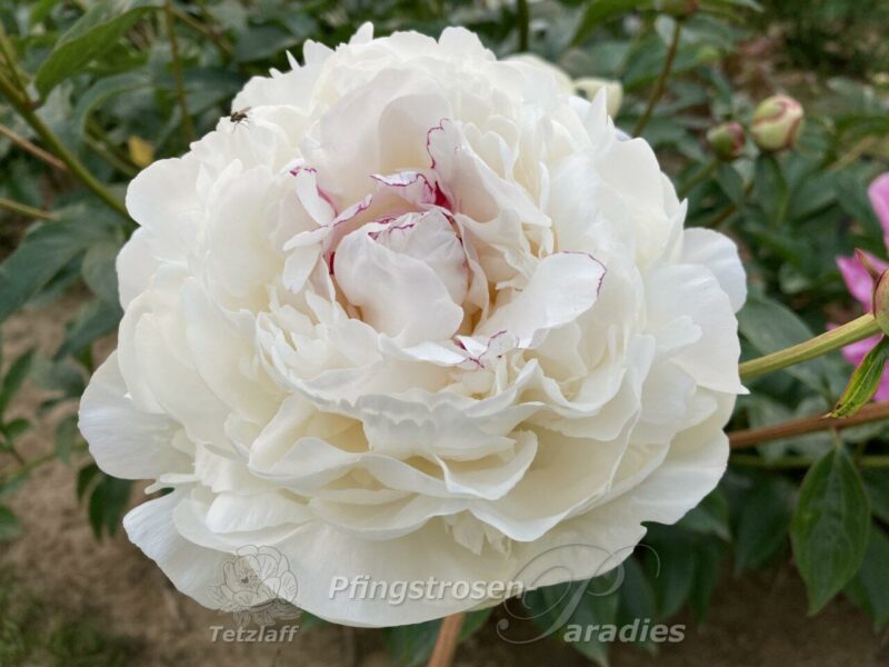 pfingstrose-paeonia-peony-Festiva Maxima