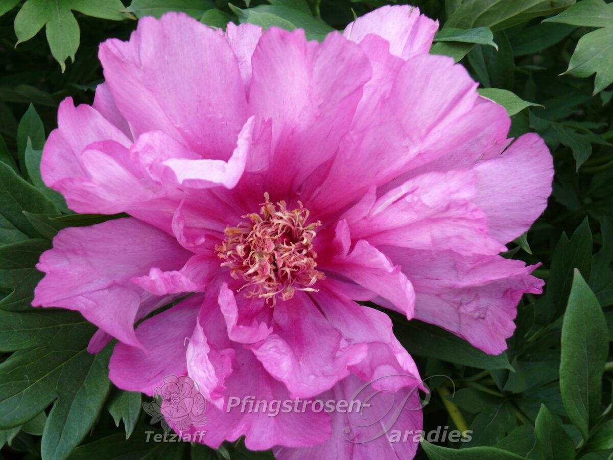 pfingstrose-paeonia-peony-First Arrival