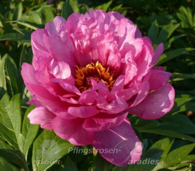 pfingstrose-paeonia-peony-First Arrival