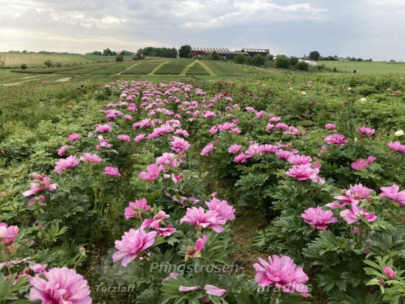pfingstrose-paeonia-peony-First Arrival