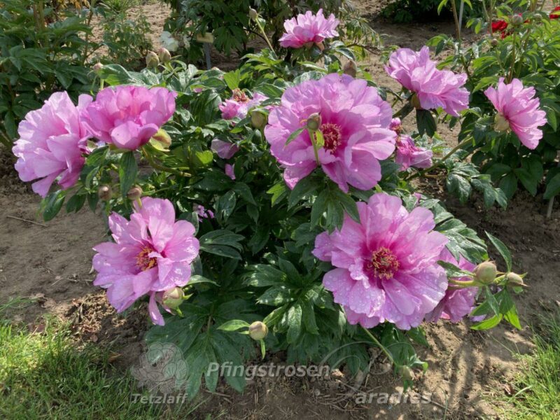 pfingstrose-paeonia-peony-First Arrival