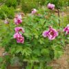 pfingstrose-paeonia-peony-Flagstaff